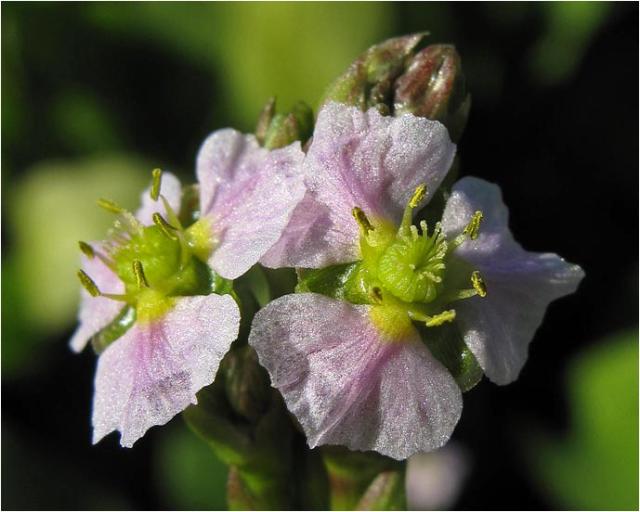 sm 111.jpg - Water Plantain (Alisma plantago-aquatica): A native which grew in profusion in the water at the edge of the marsh.